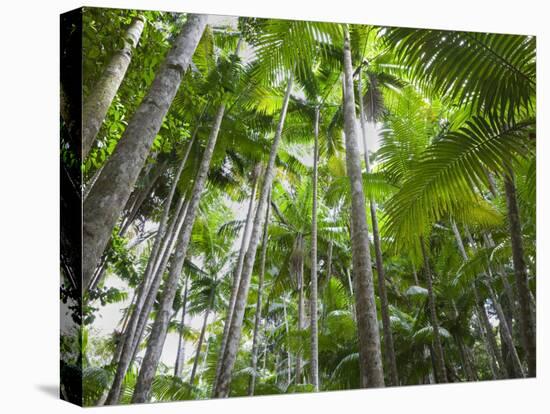 Queensland, Fraser Island, Tropical Palms in the Rainforest Area of Wanggoolba Creek, Australia-Andrew Watson-Premier Image Canvas