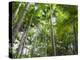 Queensland, Fraser Island, Tropical Palms in the Rainforest Area of Wanggoolba Creek, Australia-Andrew Watson-Premier Image Canvas