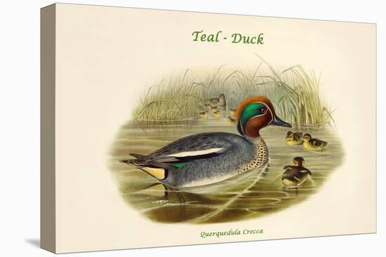 Querquedula Crecca - Teal - Duck-John Gould-Stretched Canvas