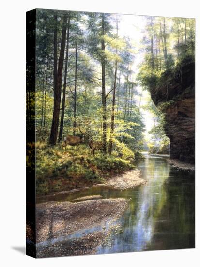 Quiet Forest-Bill Makinson-Premier Image Canvas