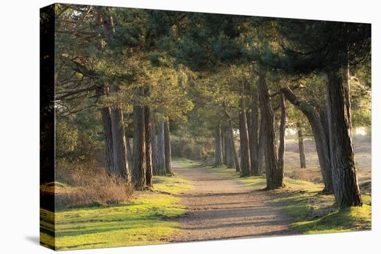 Quiet Path-Matt Roseveare-Stretched Canvas