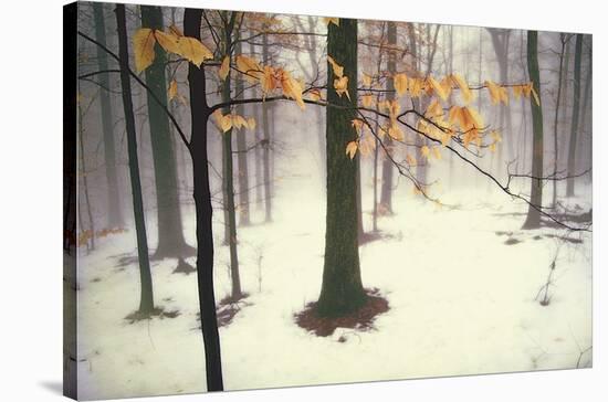 Quiet Woods-David Winston-Stretched Canvas