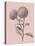 Quilled Pompone Blush Pink Flower-Jasmine Woods-Stretched Canvas