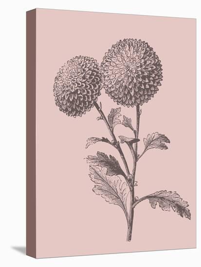 Quilled Pompone Blush Pink Flower-Jasmine Woods-Stretched Canvas