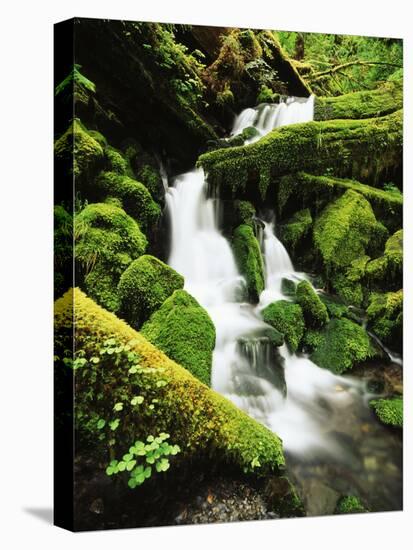 Quinalt Rainforest with Graves Creek Tributary, Olympic National Park, Washington State, USA-Stuart Westmorland-Premier Image Canvas