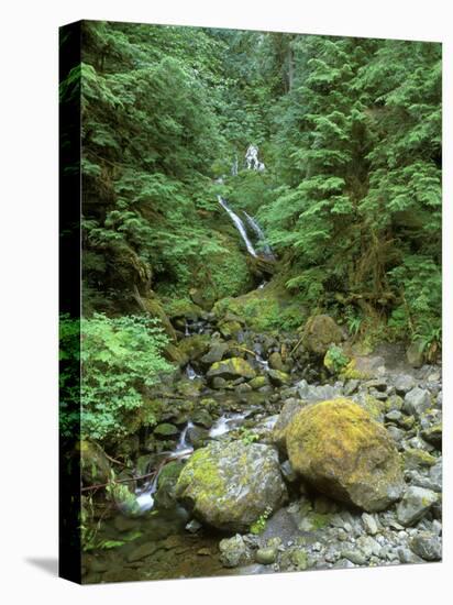 Quinault Rainforest, Olympic National Park, Washington, USA-Rob Tilley-Premier Image Canvas