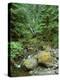Quinault Rainforest, Olympic National Park, Washington, USA-Rob Tilley-Premier Image Canvas