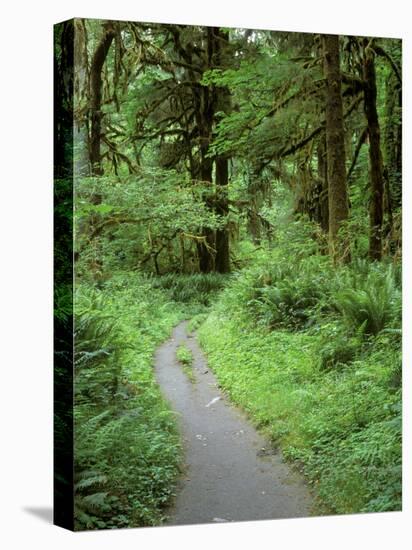 Quinault Rainforest, Olympic National Park, Washington, USA-Rob Tilley-Premier Image Canvas
