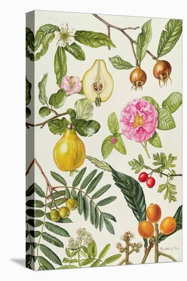 Quince and Other Fruit-Bearing Trees-Elizabeth Rice-Premier Image Canvas