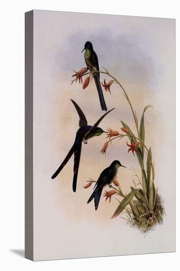 Quito Purpleback, Zodalia Ortoni-John Gould-Premier Image Canvas