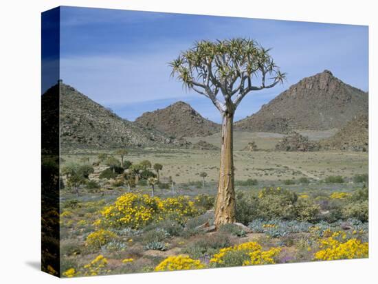 Quiver Tree (Aloe Dichotoma), Goegap Nature Reserve, Namaqualand, South Africa, Africa-Steve & Ann Toon-Premier Image Canvas