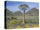 Quiver Tree (Aloe Dichotoma), Goegap Nature Reserve, Namaqualand, South Africa, Africa-Steve & Ann Toon-Premier Image Canvas