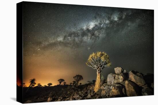 Quiver Tree (Aloe Dichotoma) with the Milky Way at Night-Wim van den Heever-Premier Image Canvas