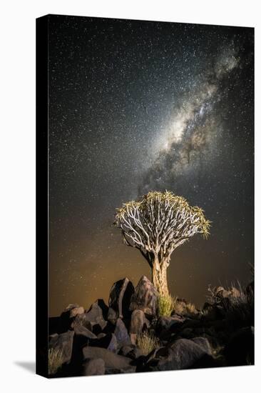 Quiver Tree (Aloe Dichotoma) with the Milky Way at Night-Wim van den Heever-Premier Image Canvas
