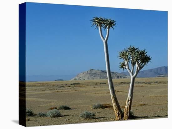 Quiver Tree and Bloodkopje Northern Section of Park-Mark Hannaford-Premier Image Canvas