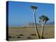 Quiver Tree and Bloodkopje Northern Section of Park-Mark Hannaford-Premier Image Canvas