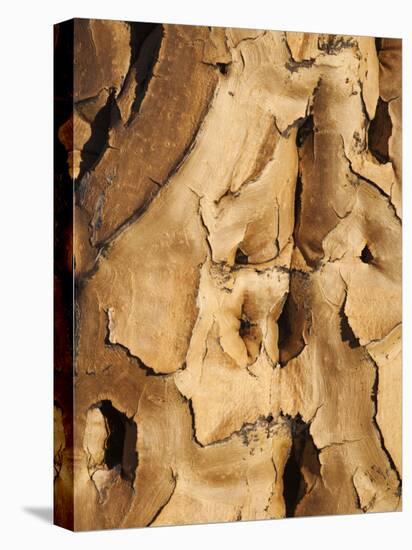Quiver Tree Bark, Quiver Tree Forest, Keetmanshoop, Namibia, Africa-Ann & Steve Toon-Premier Image Canvas
