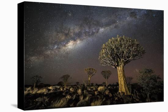 Quiver Tree Forest (Aloe Dichotoma) at Night with Stars and the Milky Way, Keetmanshoop, Namibia-Wim van den Heever-Premier Image Canvas