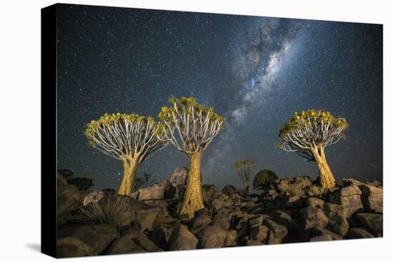 Quiver Tree Forest (Aloe Dichotoma) at Night with Stars and the Milky Way, Keetmanshoop, Namibia-Wim van den Heever-Premier Image Canvas