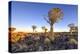 Quiver Tree Forest Outside of Keetmanshoop, Namibia at Dawn-Felix Lipov-Premier Image Canvas