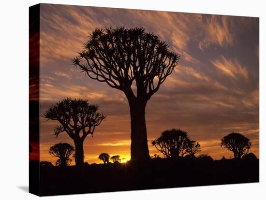 Quiver Tree Forest Silhouettes at Sunrise with Visible Sun-null-Premier Image Canvas