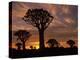 Quiver Tree Forest Silhouettes at Sunrise with Visible Sun-null-Premier Image Canvas