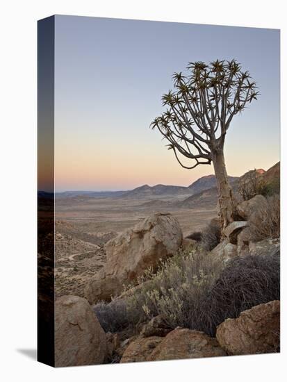 Quiver Tree (Kokerboom) (Aloe Dichotoma) at Dawn, Namakwa, Namaqualand, South Africa, Africa-James Hager-Premier Image Canvas