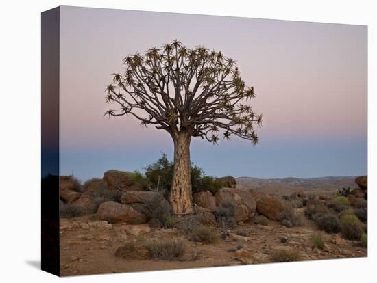 Quiver Tree (Kokerboom) (Aloe Dichotoma) at Dawn, Namakwa, South Africa, Africa-James Hager-Premier Image Canvas