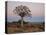 Quiver Tree (Kokerboom) (Aloe Dichotoma) at Dawn, Namakwa, South Africa, Africa-James Hager-Premier Image Canvas