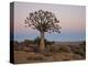 Quiver Tree (Kokerboom) (Aloe Dichotoma) at Dawn, Namakwa, South Africa, Africa-James Hager-Premier Image Canvas