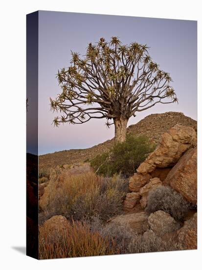 Quiver Tree (Kokerboom) (Aloe Dichotoma) at Dusk, Namakwa, Namaqualand, South Africa, Africa-James Hager-Premier Image Canvas