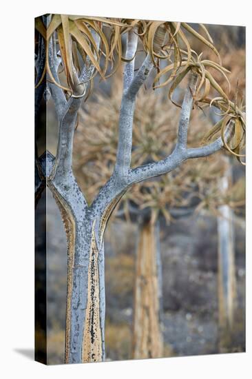 Quiver tree (Kokerboom) (Aloe dichotoma), Gannabos, Namakwa, Namaqualand, South Africa, Africa-James Hager-Premier Image Canvas