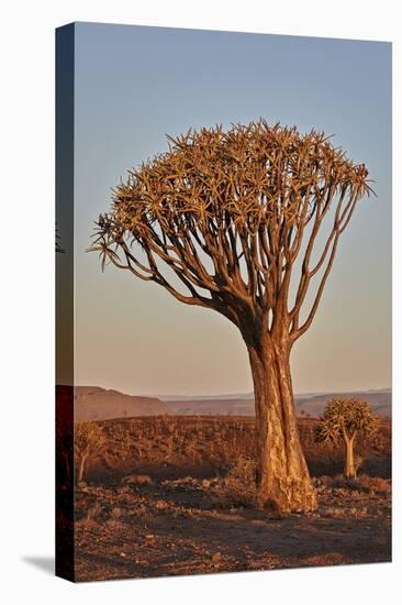 Quiver tree (Kokerboom) (Aloe dichotoma), Gannabos, Namakwa, Namaqualand, South Africa, Africa-James Hager-Premier Image Canvas