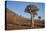 Quiver tree (Kokerboom) (Aloe dichotoma), Gannabos, Namakwa, Namaqualand, South Africa, Africa-James Hager-Premier Image Canvas