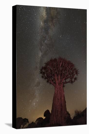 Quiver Tree, Namibia 2-Art Wolfe-Premier Image Canvas