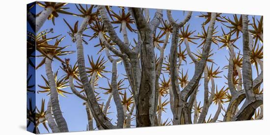 Quiver tree, Namibia-Art Wolfe Wolfe-Premier Image Canvas