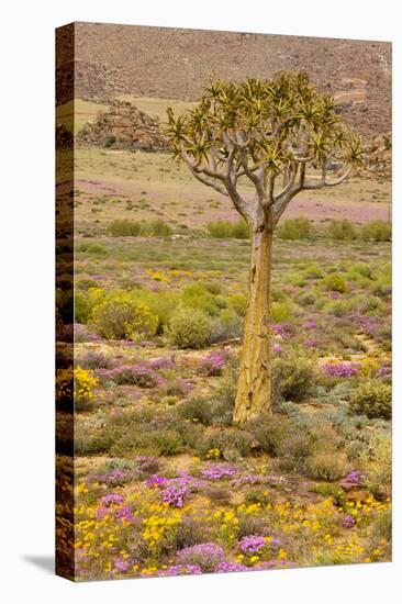 Quiver Tree, Orange Daisies (Tripteris Hyoseroides)-null-Premier Image Canvas