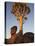 Quiver Tree, Quiver Tree Forest, Keetmanshoop, Namibia, Africa-Ann & Steve Toon-Premier Image Canvas