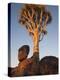 Quiver Tree, Quiver Tree Forest, Keetmanshoop, Namibia, Africa-Ann & Steve Toon-Premier Image Canvas