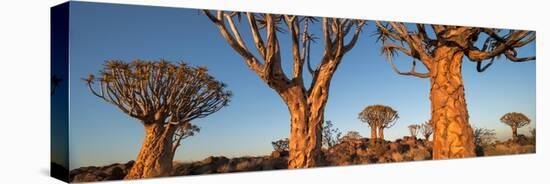 Quiver trees (Aloe dichotoma), Namib Desert, Namibia-Panoramic Images-Premier Image Canvas