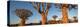 Quiver trees (Aloe dichotoma), Namib Desert, Namibia-Panoramic Images-Premier Image Canvas