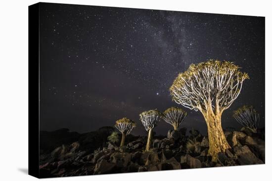 Quiver Trees (Aloe Dichotoma) with the Milky Way at Night, Keetmanshoop, Namibia-Wim van den Heever-Premier Image Canvas