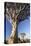 Quiver Trees (Aloe Dichotoma)-Lee Frost-Premier Image Canvas