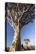 Quiver Trees (Aloe Dichotoma)-Lee Frost-Premier Image Canvas