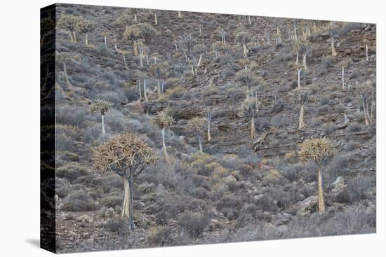 Quiver trees (Kokerboom) (Aloe dichotoma), Gannabos, Namakwa, Namaqualand, South Africa, Africa-James Hager-Premier Image Canvas