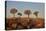 Quiver trees (Kokerboom) (Aloe dichotoma), Gannabos, Namakwa, Namaqualand, South Africa, Africa-James Hager-Premier Image Canvas