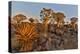 Quiver trees landscape, Namibia-Darrell Gulin-Premier Image Canvas