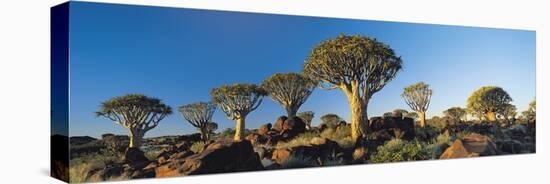 Quiver Trees, Namibia, Africa.-Lee Frost-Premier Image Canvas