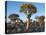 Quivertrees in a Forest, Close to the Southern Kalahari, Namibia-Nigel Pavitt-Premier Image Canvas