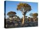 Quivertrees in a Forest, Close to the Southern Kalahari, Namibia-Nigel Pavitt-Premier Image Canvas